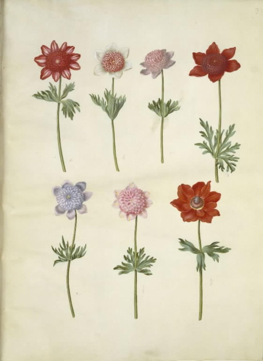 Anemone coronaria (fransk anemone) av Hans Simon Holtzbecker