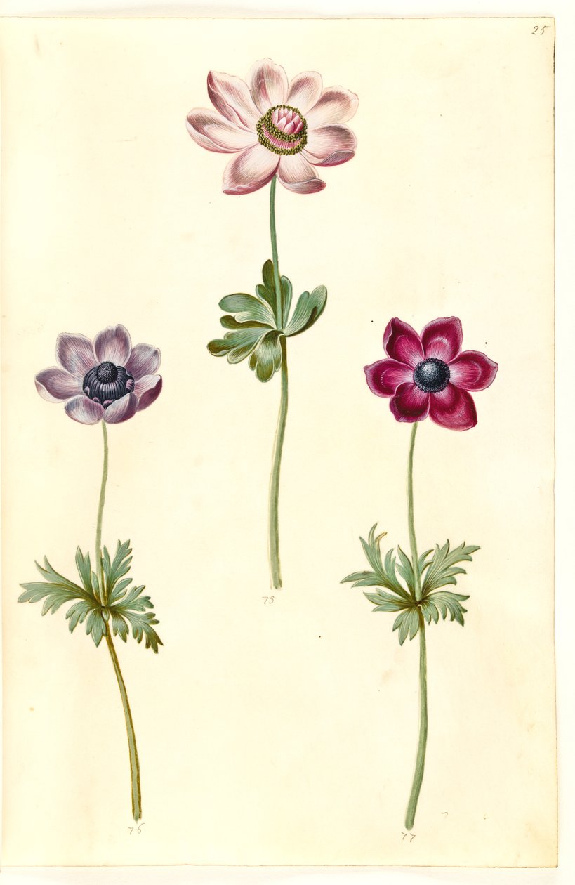 Anemone coronaria (fransk anemone) av Hans Simon Holtzbecker