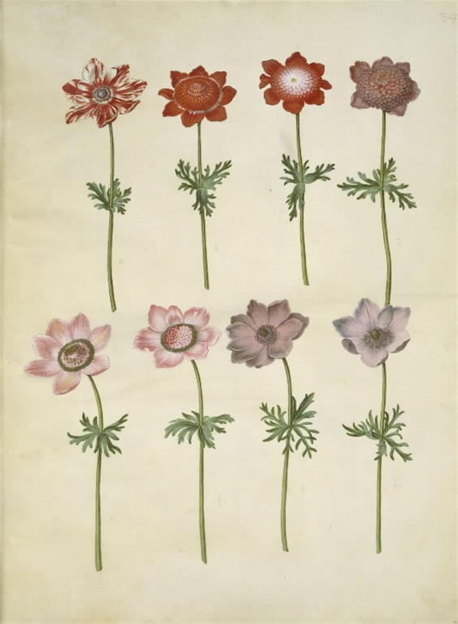 Anemone coronaria (fransk anemone) av Hans Simon Holtzbecker