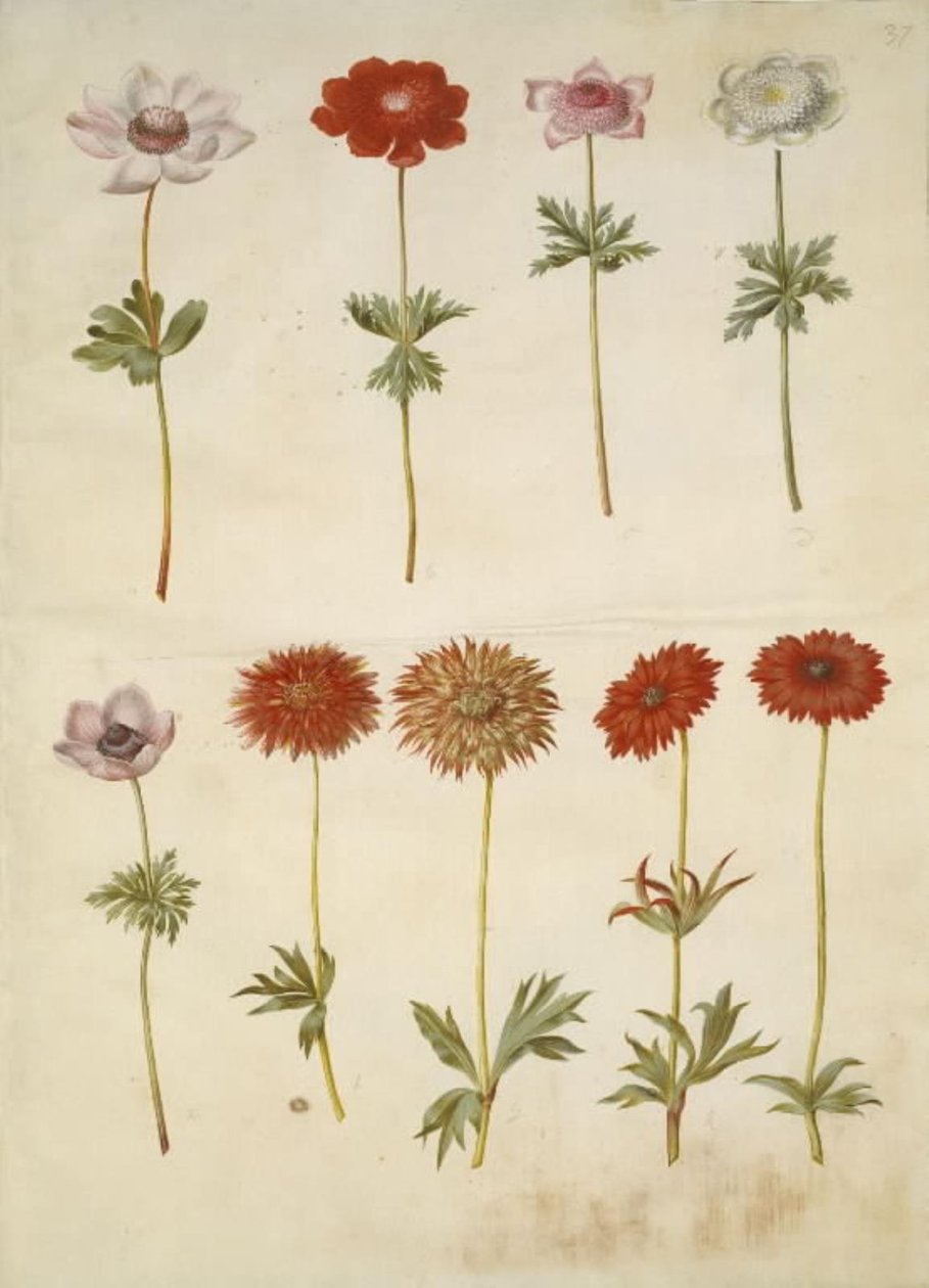 Anemone coronaria (fransk anemone); Anemone ×fulgens (skinnende anemone) av Hans Simon Holtzbecker