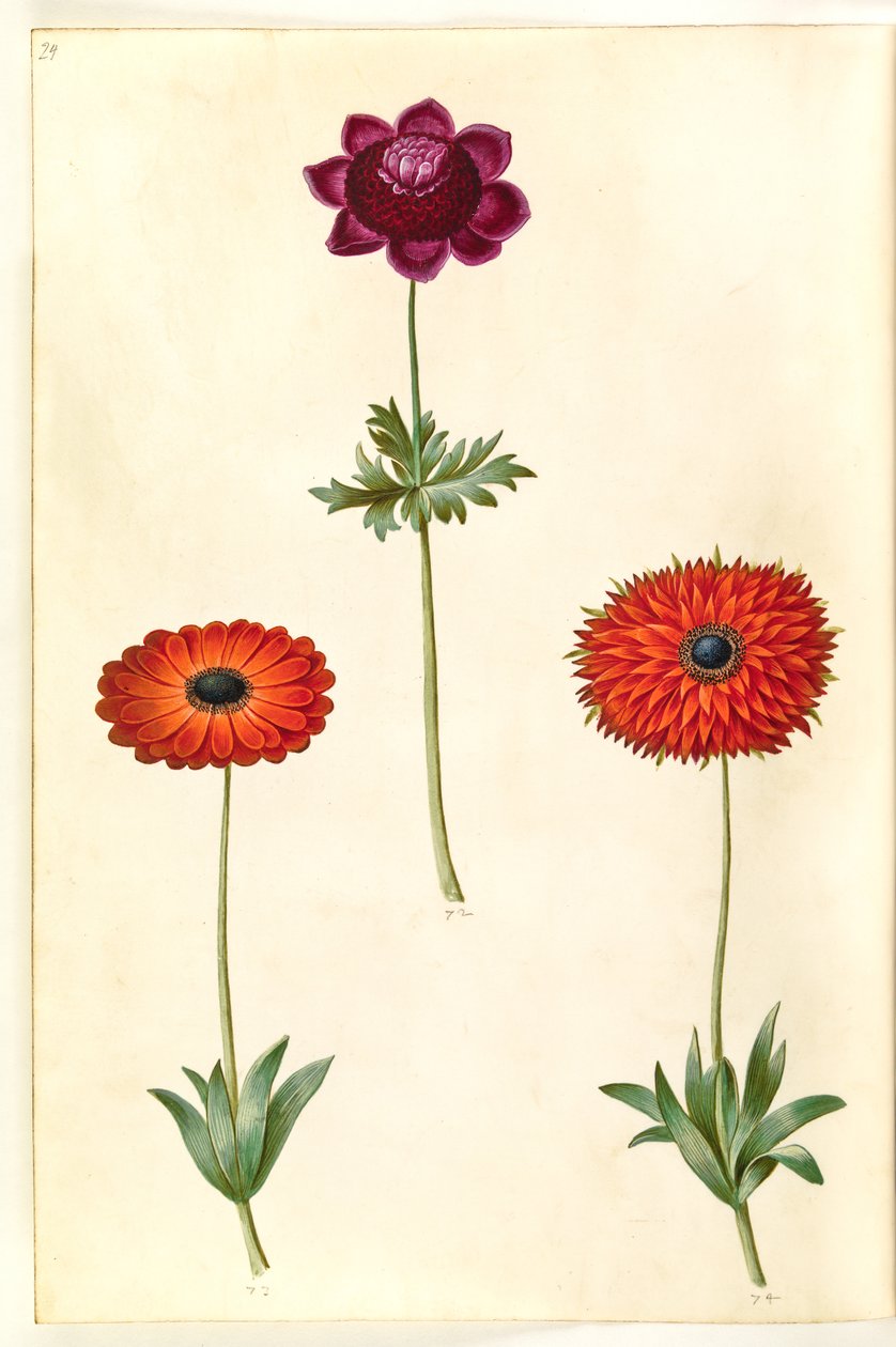Anemone coronaria (fransk anemone); Anemone ×fulgens (skinnende anemone) av Hans Simon Holtzbecker