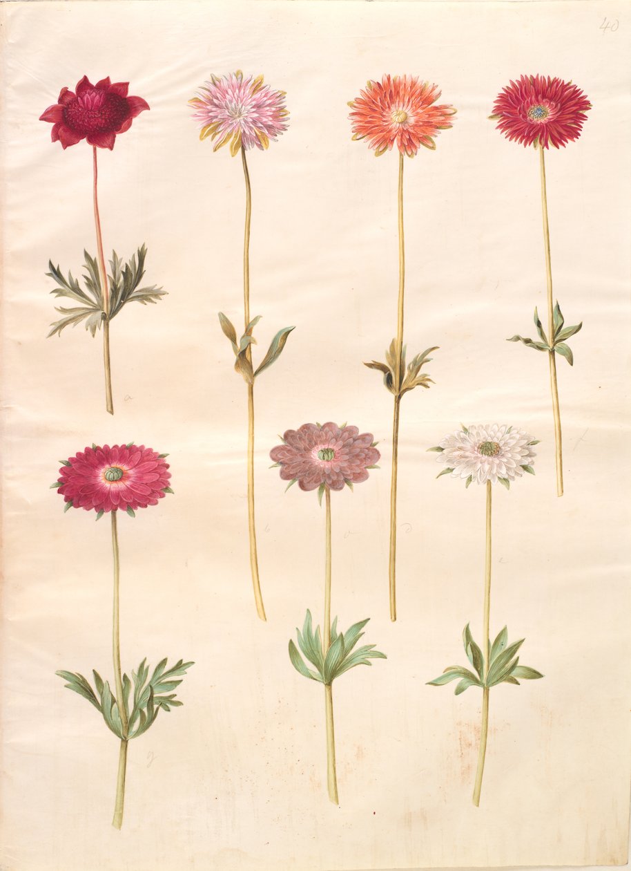 Anemone coronaria (fransk anemone); Anemone ×fulgens (skinnende anemone) av Hans Simon Holtzbecker