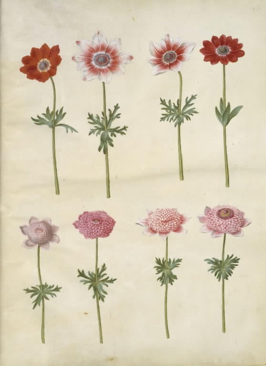 Anemone coronaria L. (fransk anemone); Anemone pavonina (påfuglanemone) av Hans Simon Holtzbecker