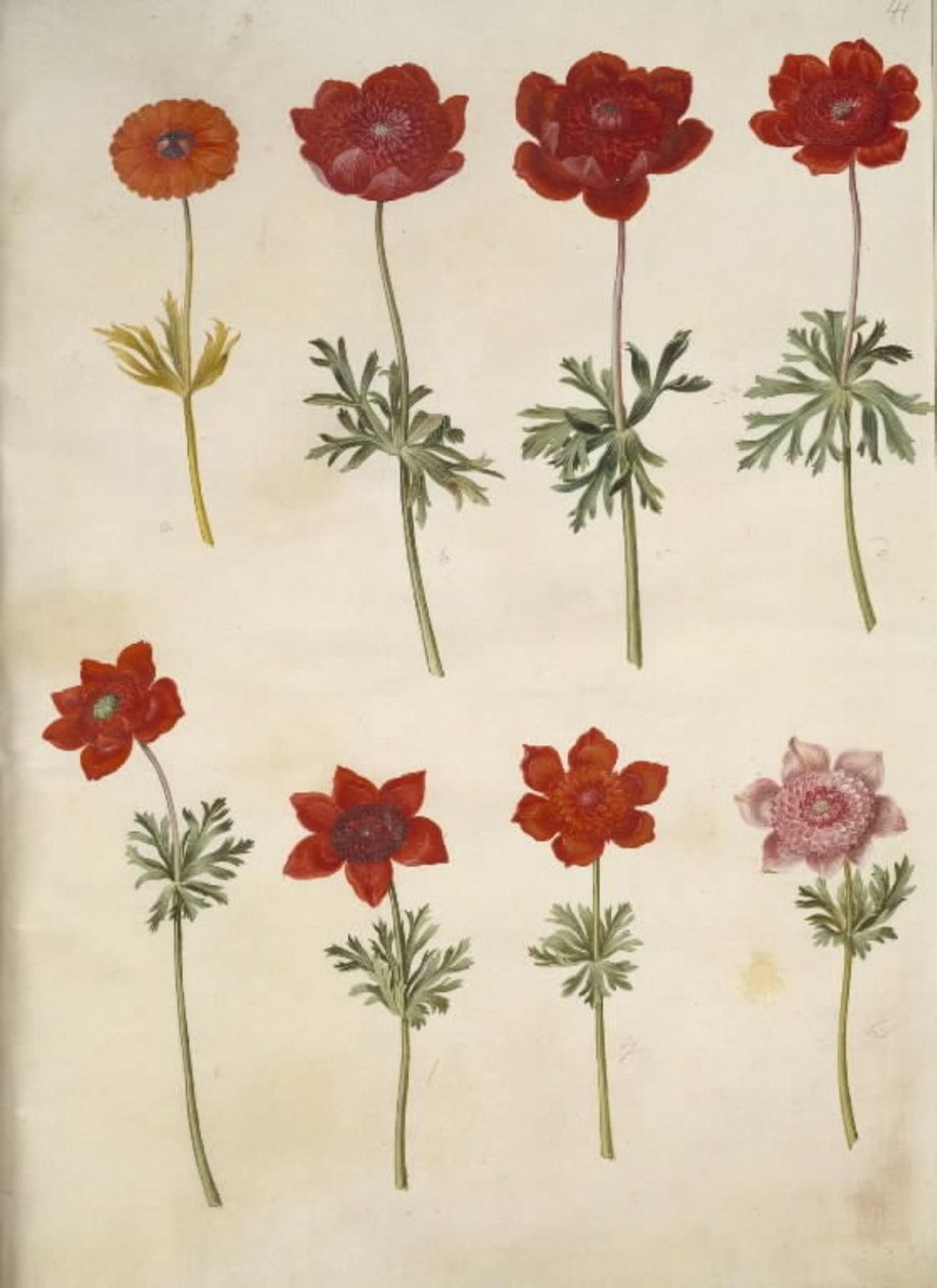 Anemone ×fulgens (skinnende anemone); Anemone coronaria (fransk anemone) av Hans Simon Holtzbecker