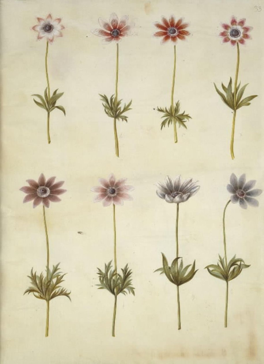 Anemone pavonina (påfuglanemone) av Hans Simon Holtzbecker