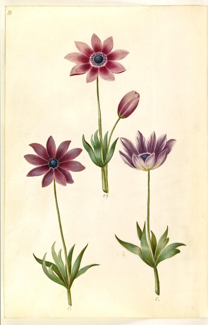 Anemone pavonina (påfuglanemone) av Hans Simon Holtzbecker