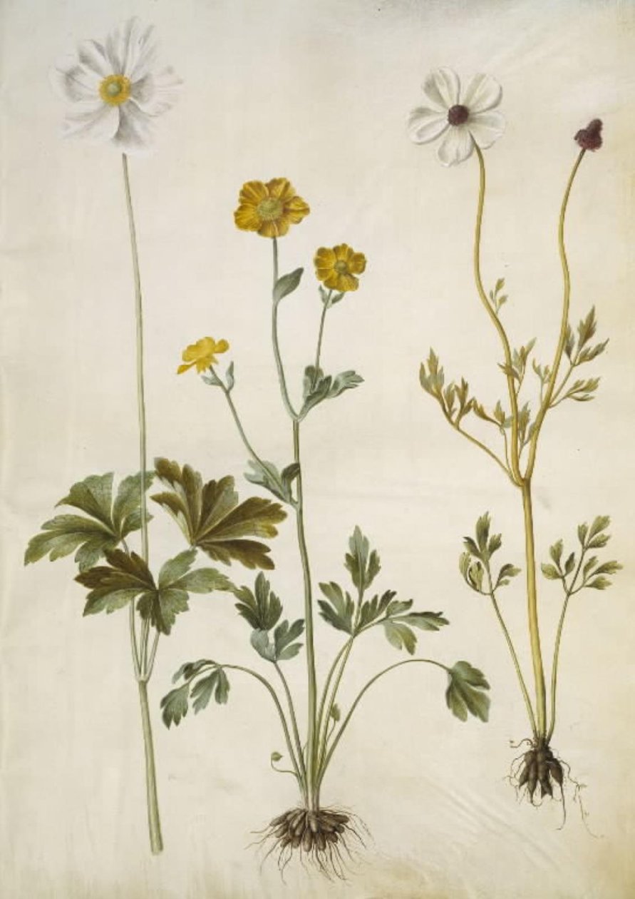 Anemone sylvestris (sommeranemone); Ranunculus monspeliacus (silkesmørblomst); Ranunculus asiaticus (hagesmørblomst) av Hans Simon Holtzbecker