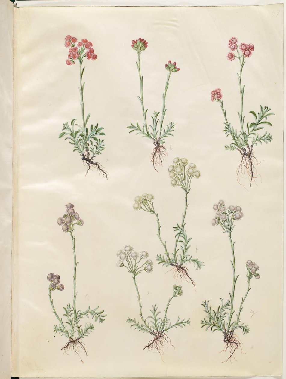 Antennaria dioica (vanlig kattefot) av Hans Simon Holtzbecker