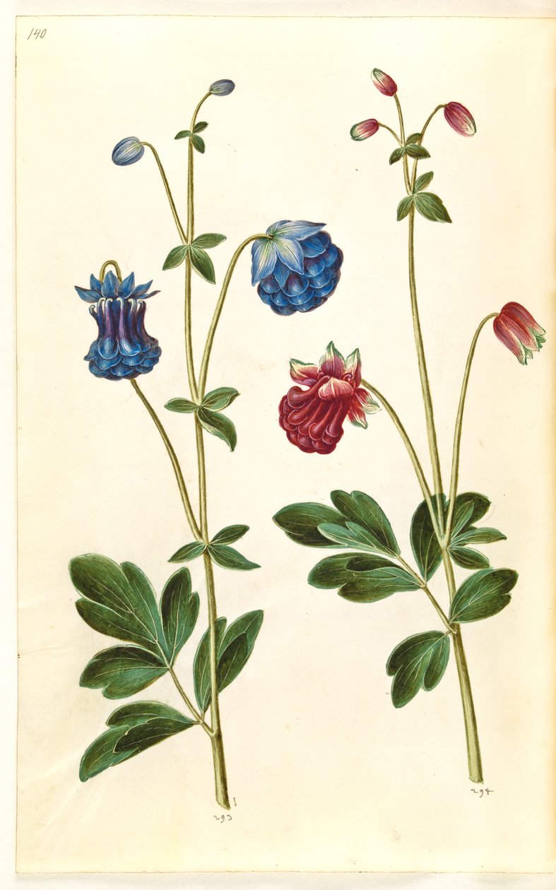 Aquilegia vulgaris (vanlig akelei) av Hans Simon Holtzbecker
