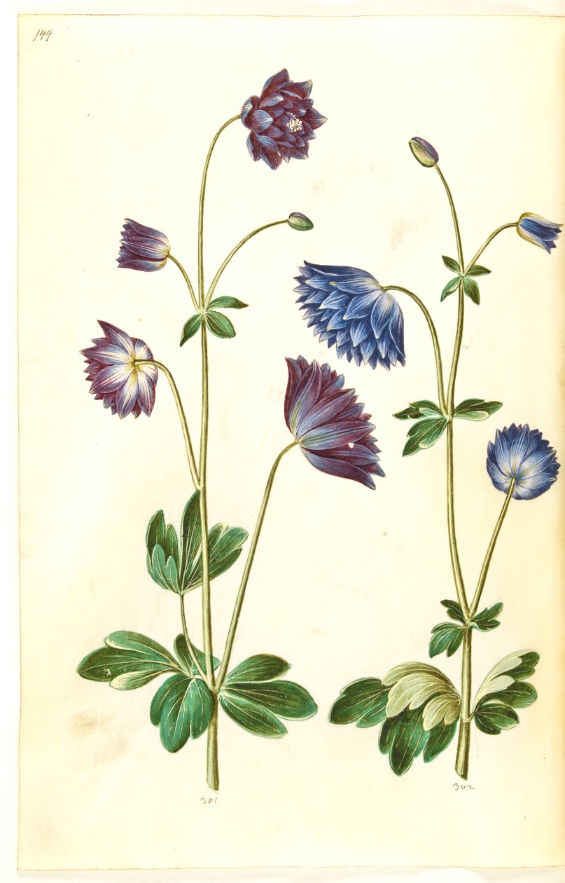 Aquilegia vulgaris (vanlig akelei) av Hans Simon Holtzbecker