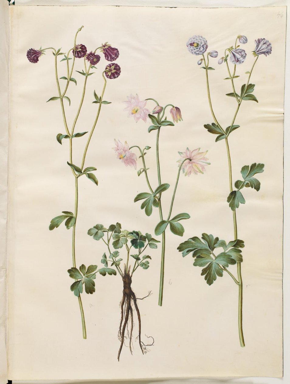 Aquilegia vulgaris (vanlig akelei) av Hans Simon Holtzbecker