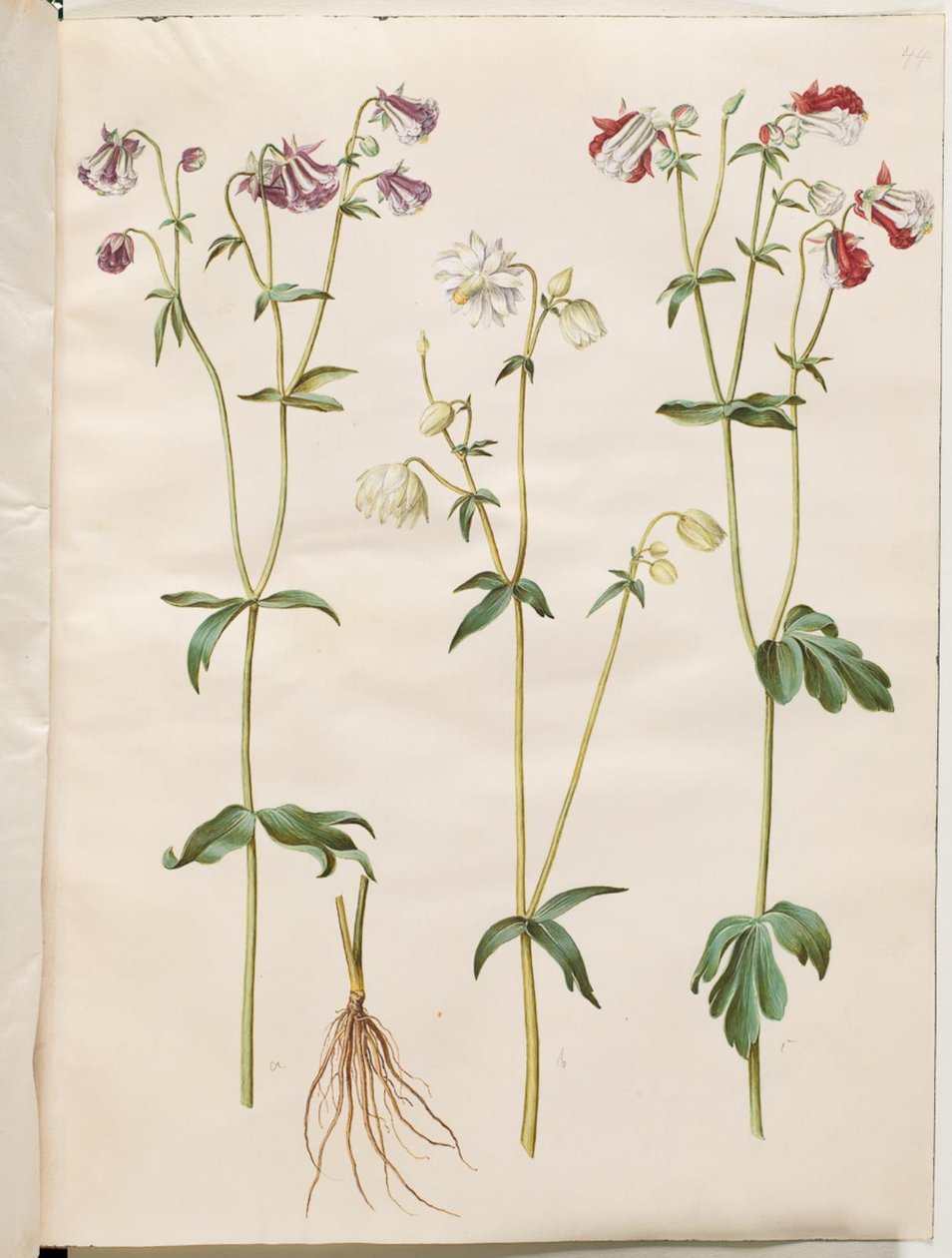 Aquilegia vulgaris (vanlig akelei) av Hans Simon Holtzbecker