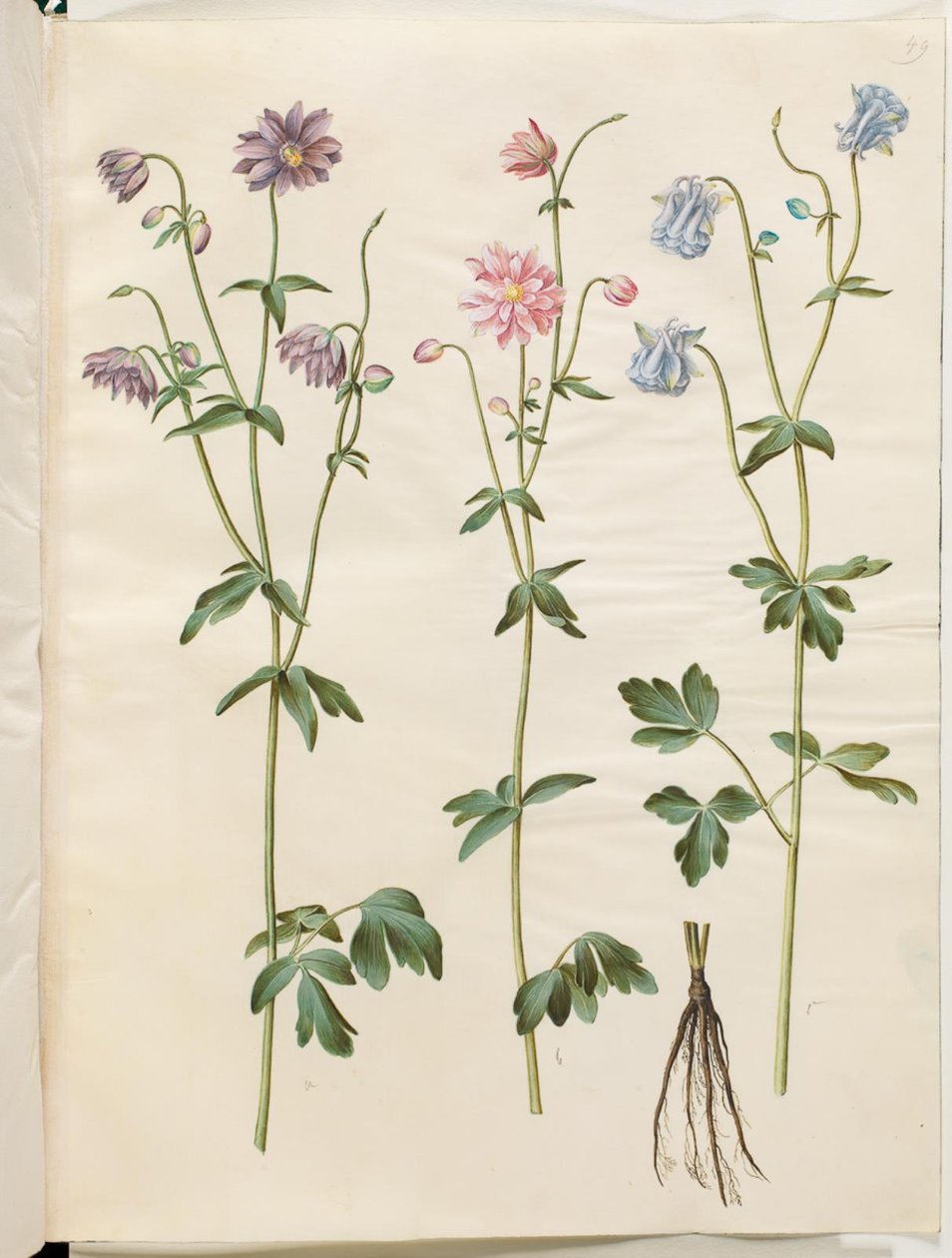 Aquilegia vulgaris (vanlig akelei) av Hans Simon Holtzbecker
