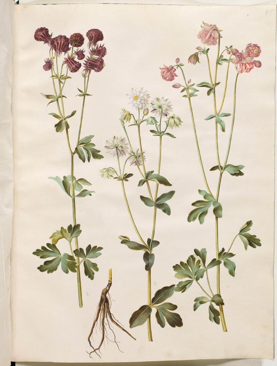 Aquilegia vulgaris (vanlig akelei) av Hans Simon Holtzbecker
