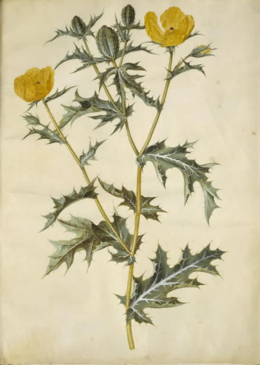 Argemone mexicana (meksikansk stikkende valmue) av Hans Simon Holtzbecker