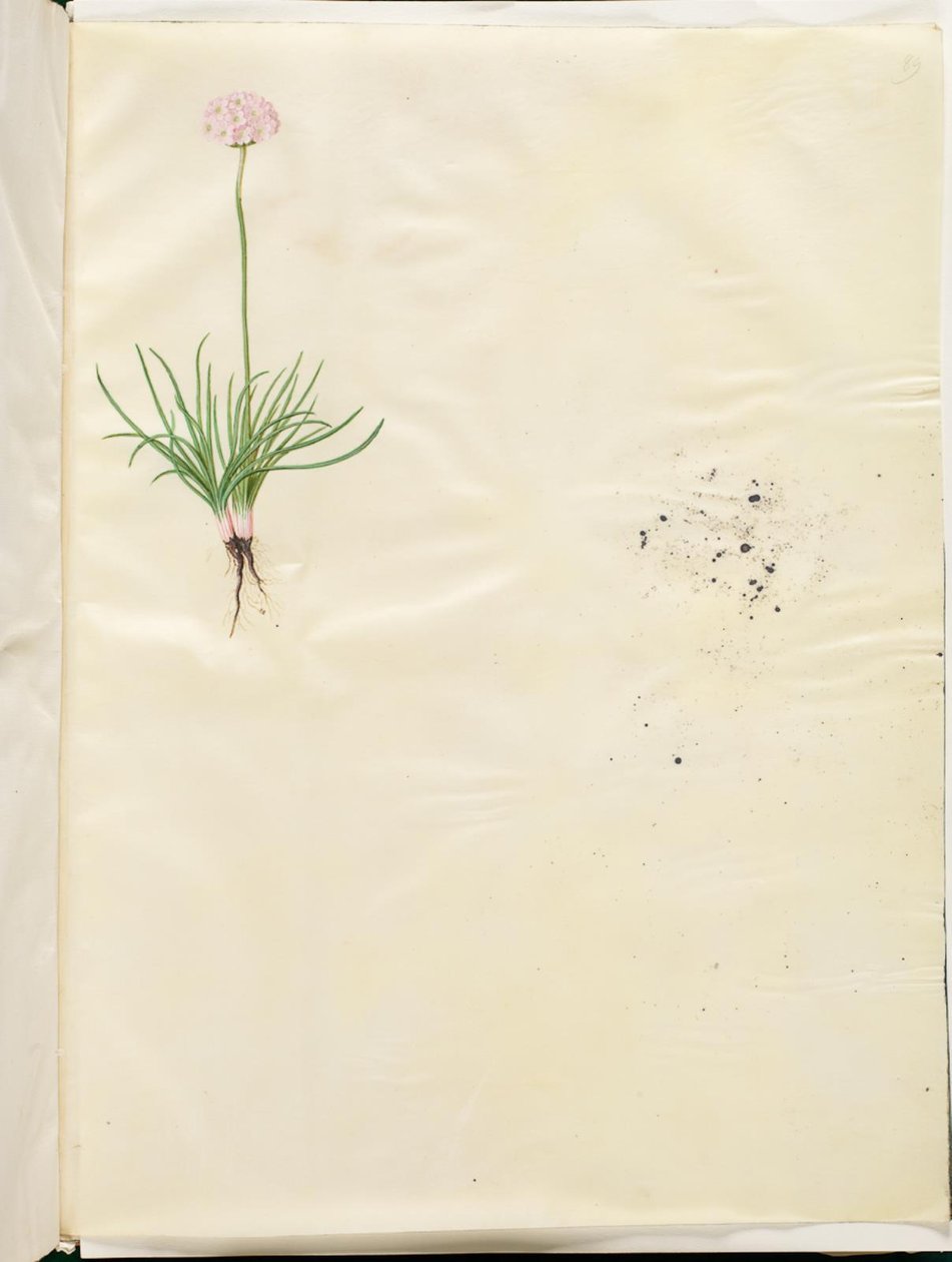 Armeria maritima (vanlig engelsk gress) av Hans Simon Holtzbecker