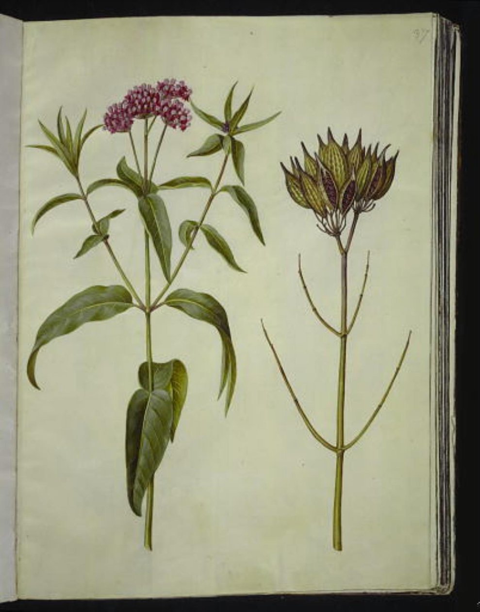 Asclepias incarnata (rose-silkeplante) av Hans Simon Holtzbecker