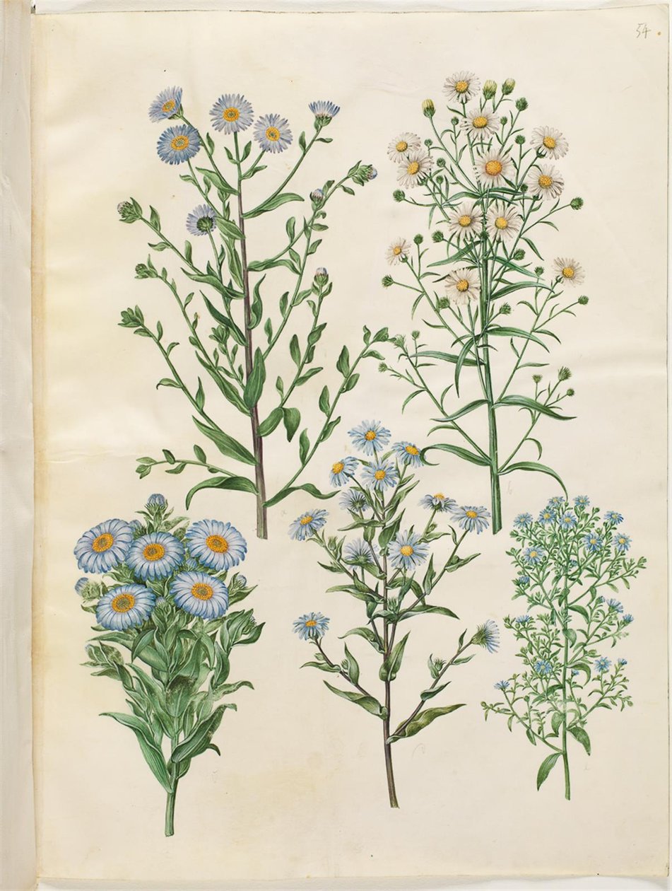 Aster amellus (jomfru-asters); Symphyotrichum novi-Belgii (nybelgiske asters); New-England Symphyotrichum (nyengelsk asters); Symphyotrichum dumosum (pude-asters); Symphyotrichum ericoides (lyng-asters) av Hans Simon Holtzbecker