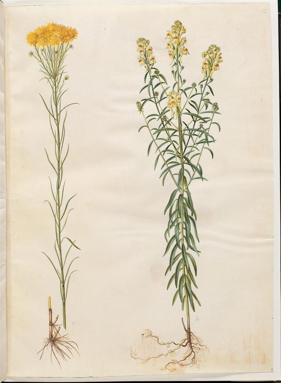 Aster linosyris (gullhåraster); Linaria vulgaris (vanlig torsk) av Hans Simon Holtzbecker