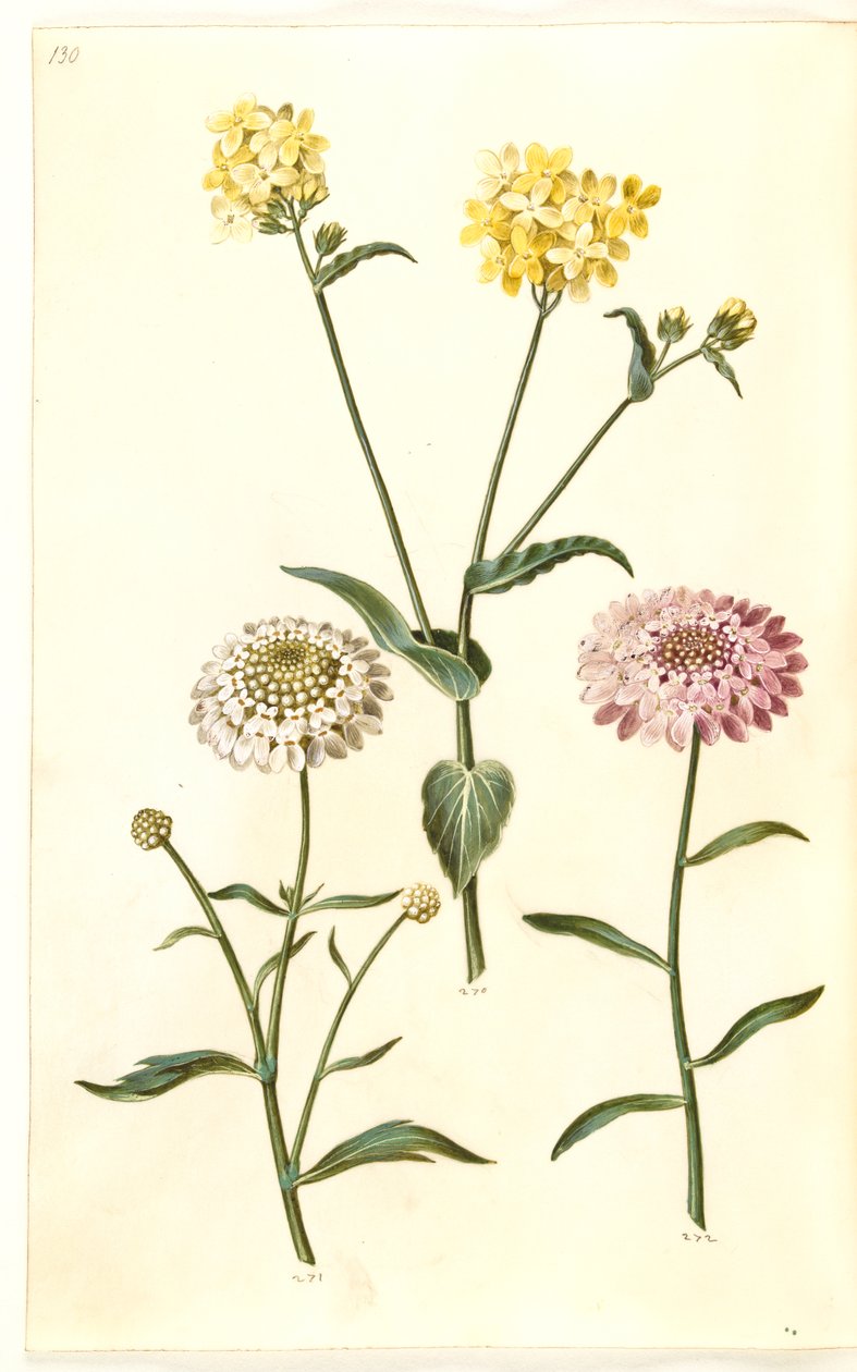 Brassica napus (raps); Iberis amara (bitter bueblomst) av Hans Simon Holtzbecker