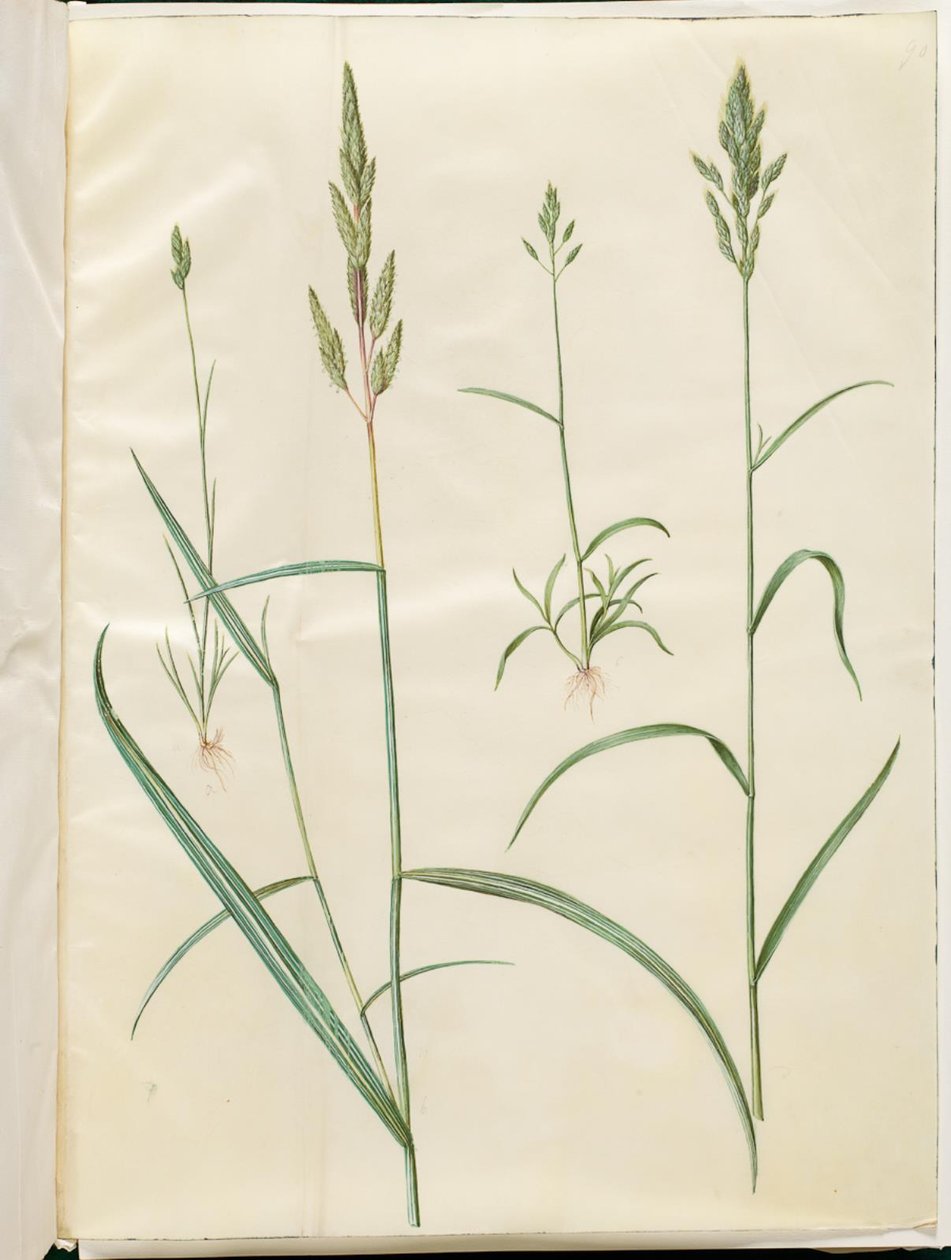 Bromus bygg (blød hejre); Phalaris arundinacea av Hans Simon Holtzbecker