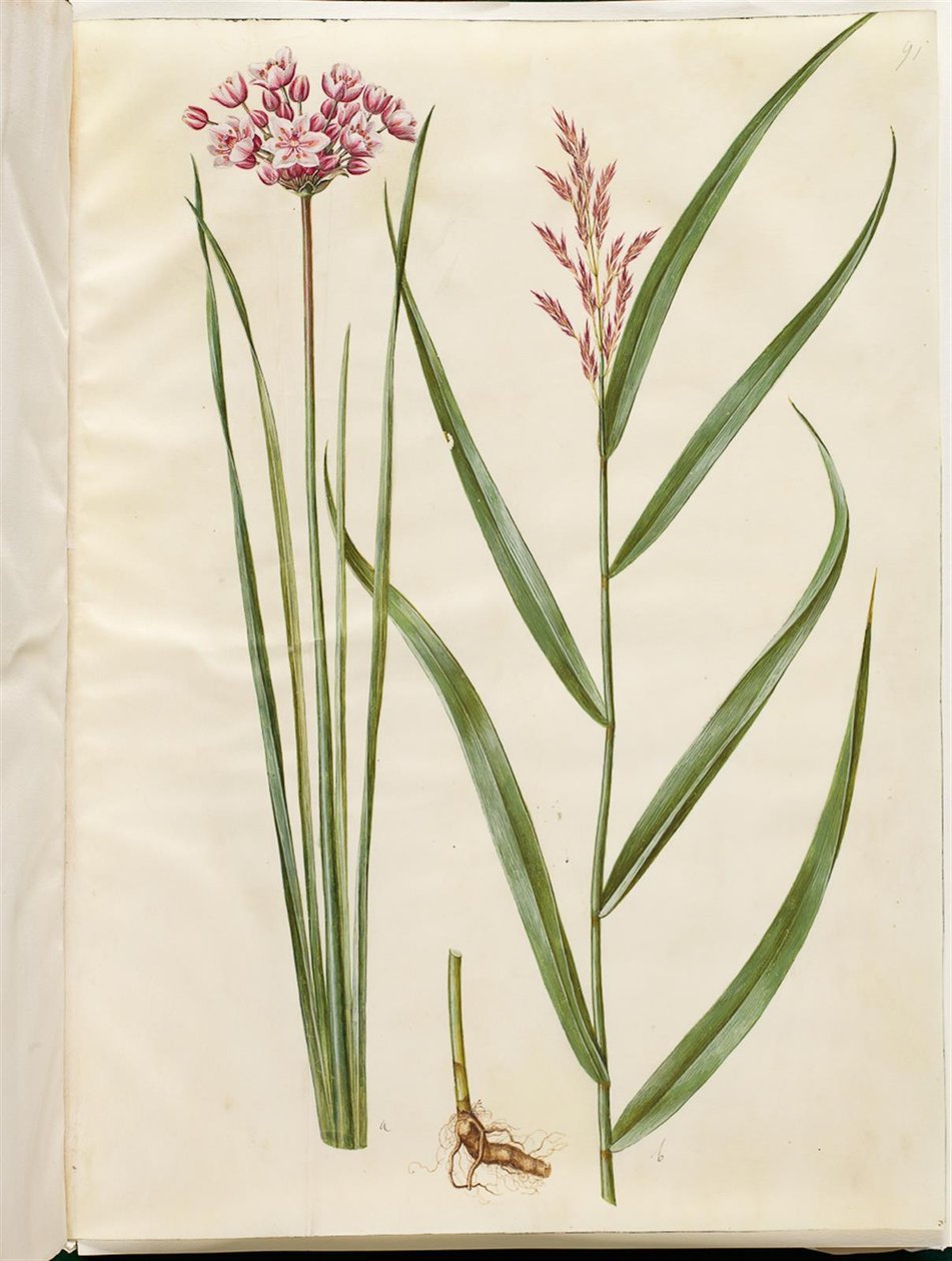 Butomus umbellatus (brudelys); Phragmites australis (vanlig siv) av Hans Simon Holtzbecker