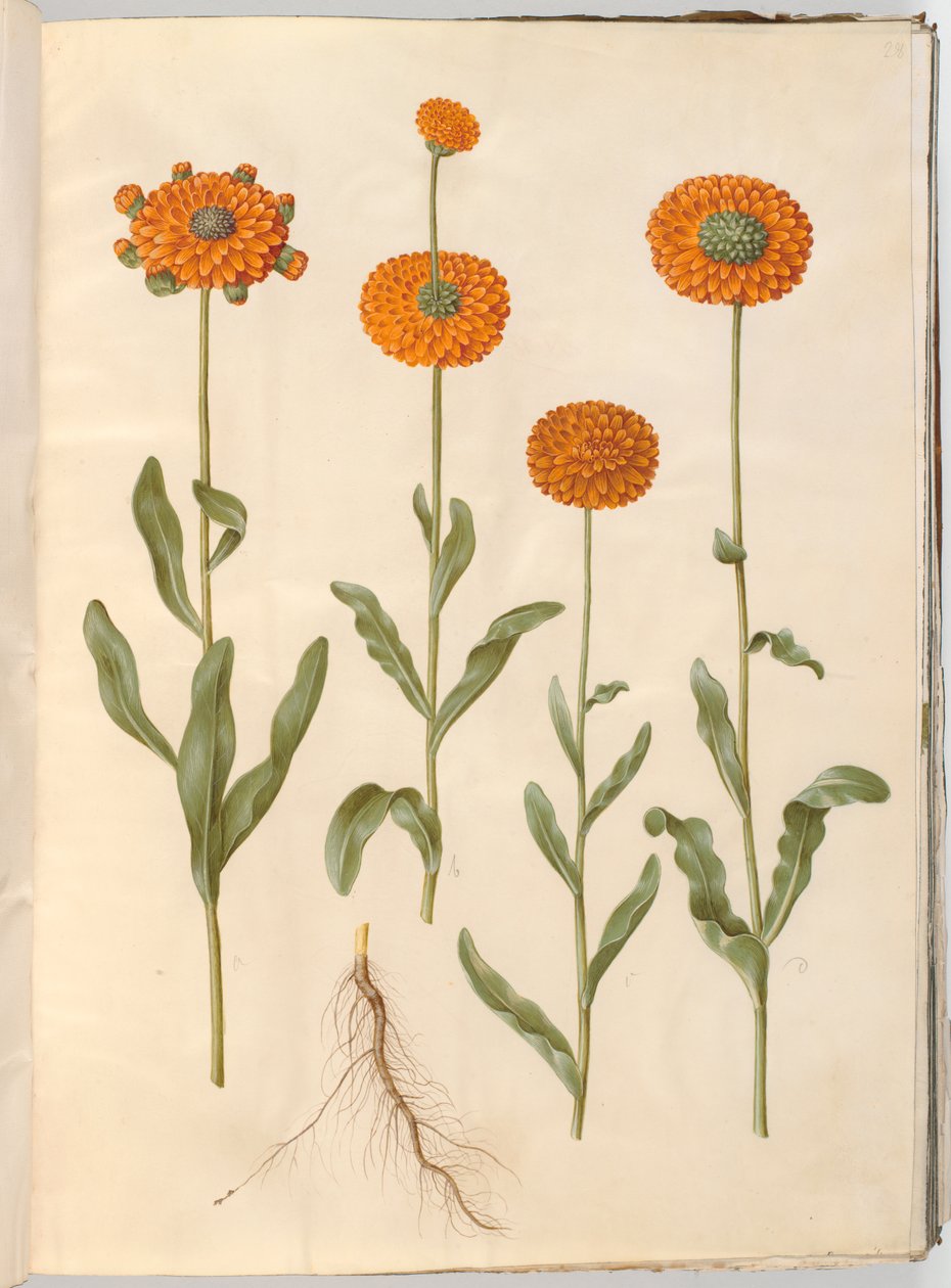Calendula officinalis (hage ringblomst) av Hans Simon Holtzbecker