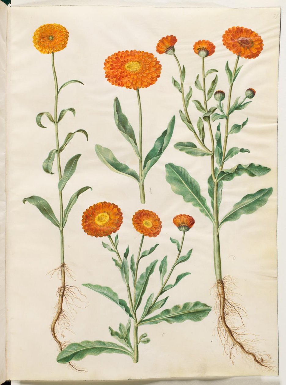 Calendula officinalis (hage ringblomst) av Hans Simon Holtzbecker