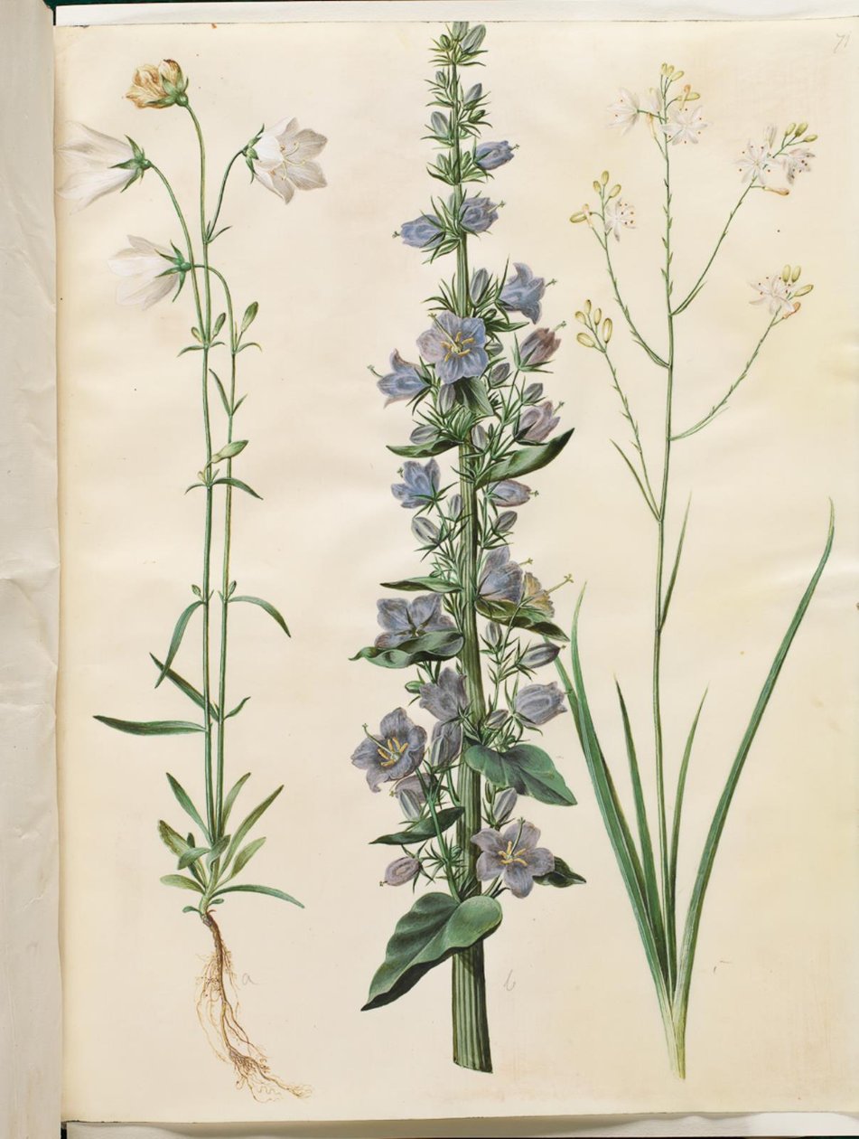 Campanula persicifolia (smalbladet kloke); Pyramideklokke (pyramideklokke); Anthericum ramosum (grenet edderkopurt) av Hans Simon Holtzbecker