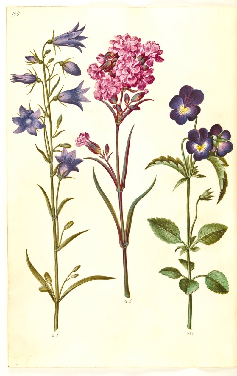 Campanula rotundifolia (liten bjelle); Silene viscaria (vanlig tjærefed); Viola tricolor (vanlig stemorsblomst) av Hans Simon Holtzbecker
