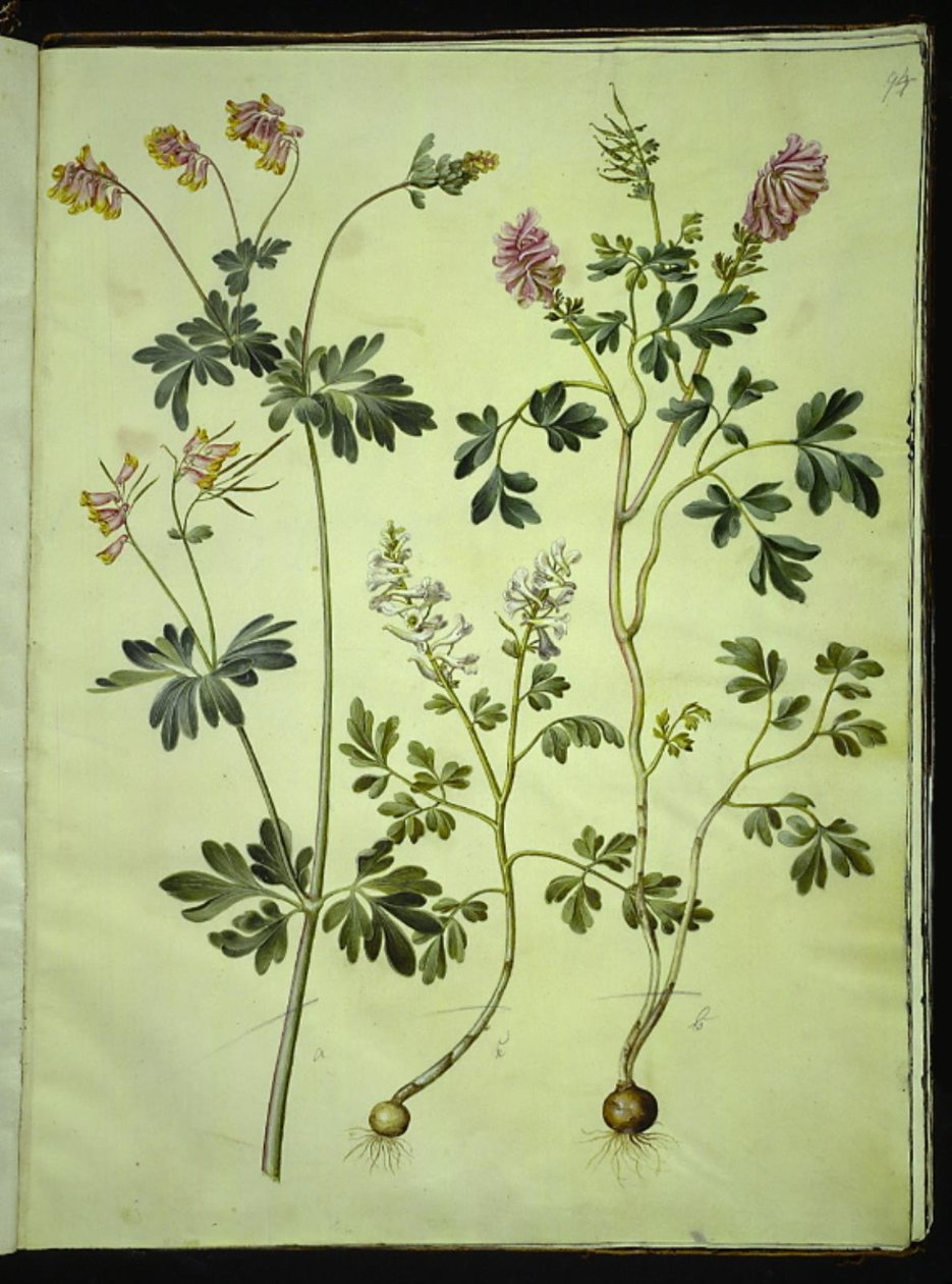 Capnoides sempervirens (harlekin); Corydalis solida (langstilket lerkespore) av Hans Simon Holtzbecker