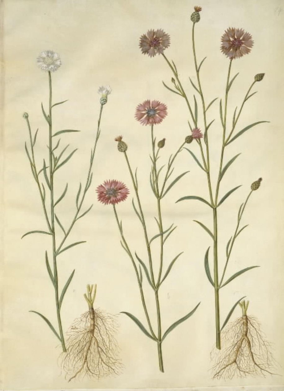 Centaurea cyanus (kornblomst) av Hans Simon Holtzbecker