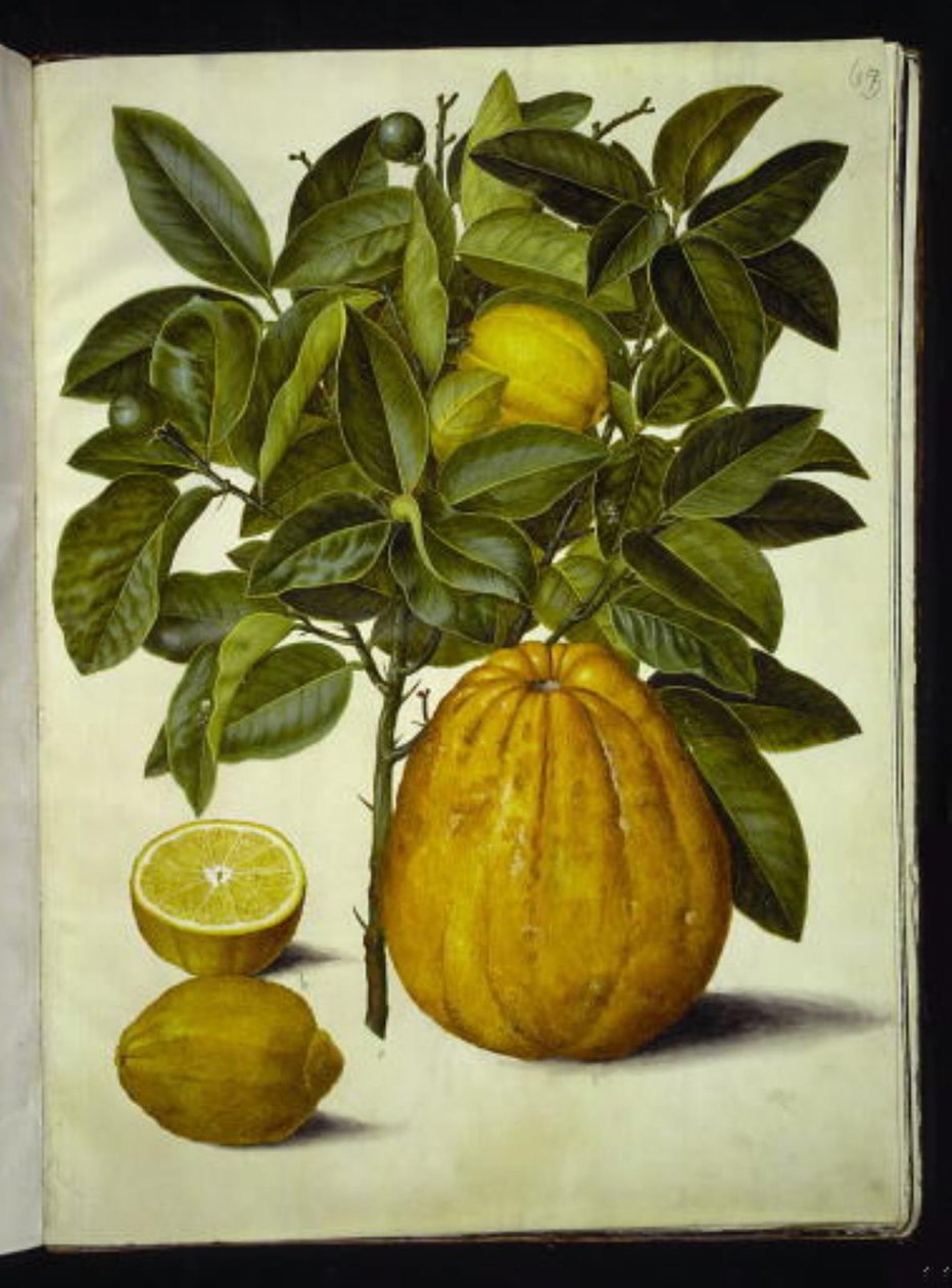 Sitrus limon (vanlig sitron); Citrus maxima (grapefrukt) av Hans Simon Holtzbecker