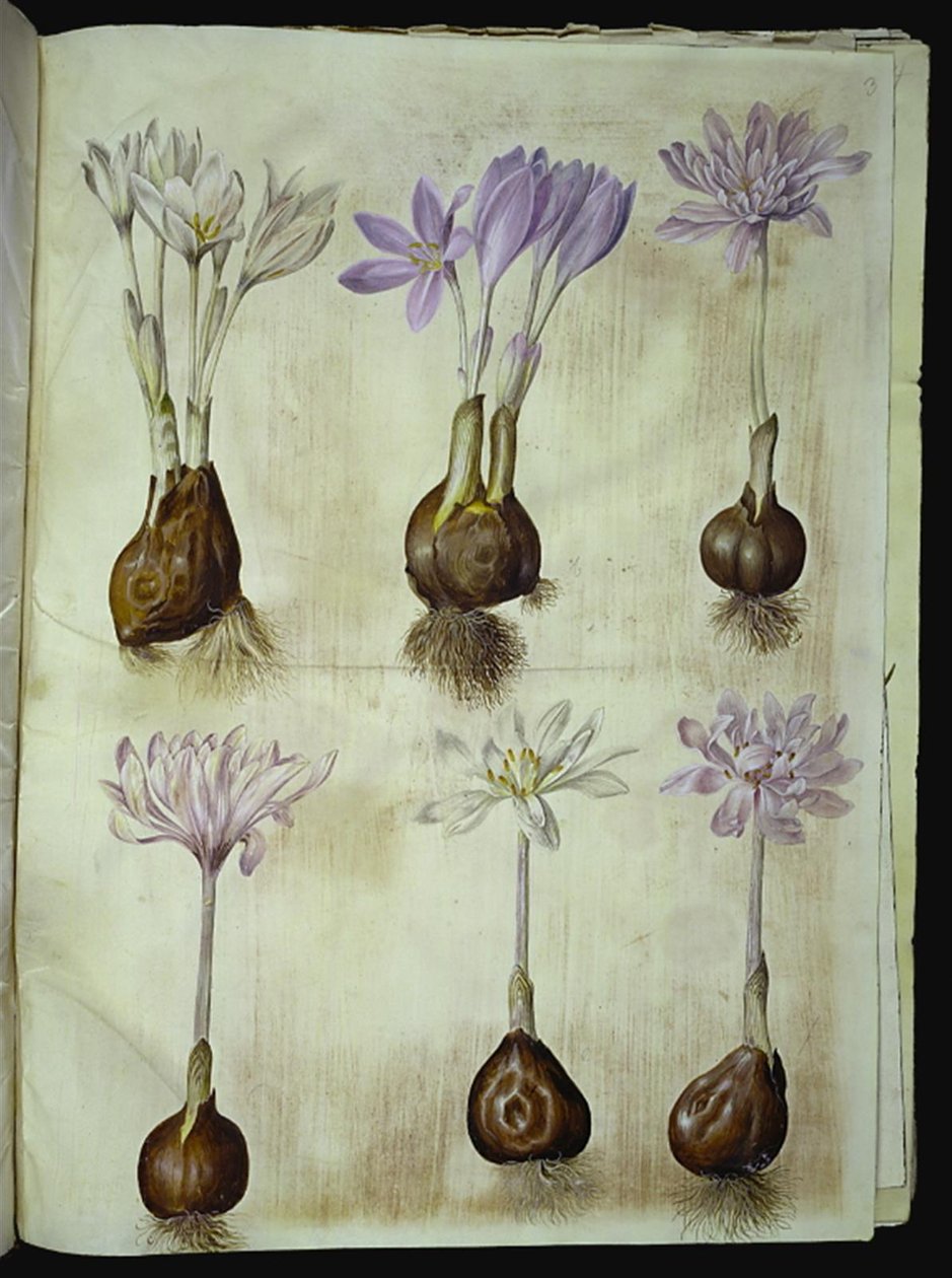 Colchicum autumnale (høst-tidløs) av Hans Simon Holtzbecker
