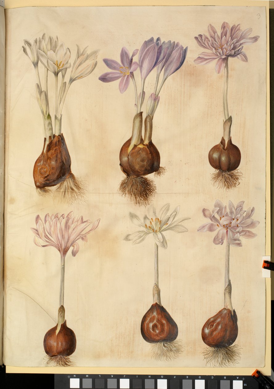 Høstkolchicum av Hans Simon Holtzbecker