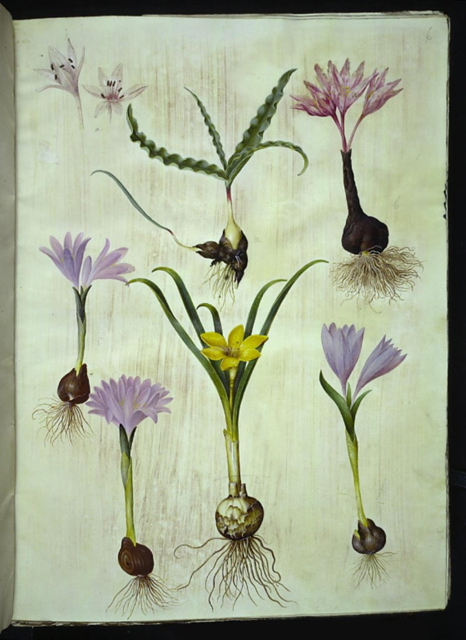 Colchicum spraglete (plettet tidløs); Bulbocodium vernum (vår-lysblomst); Sternbergia lutea (almindelig sternbergia) av Hans Simon Holtzbecker