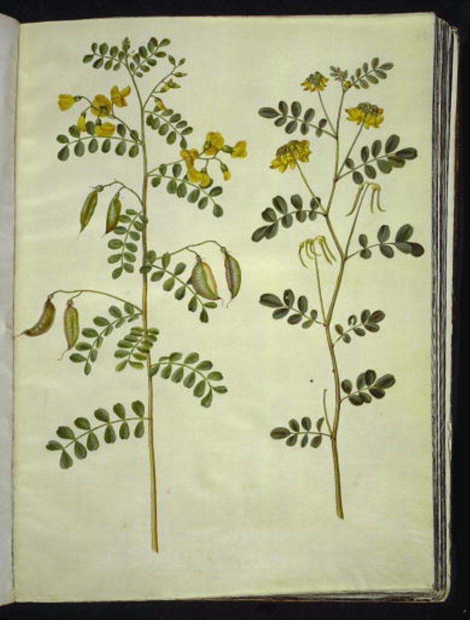 Colutea arborescens (vanlig blæreurt); Hippocrepis emerus (busk-hestesko) av Hans Simon Holtzbecker