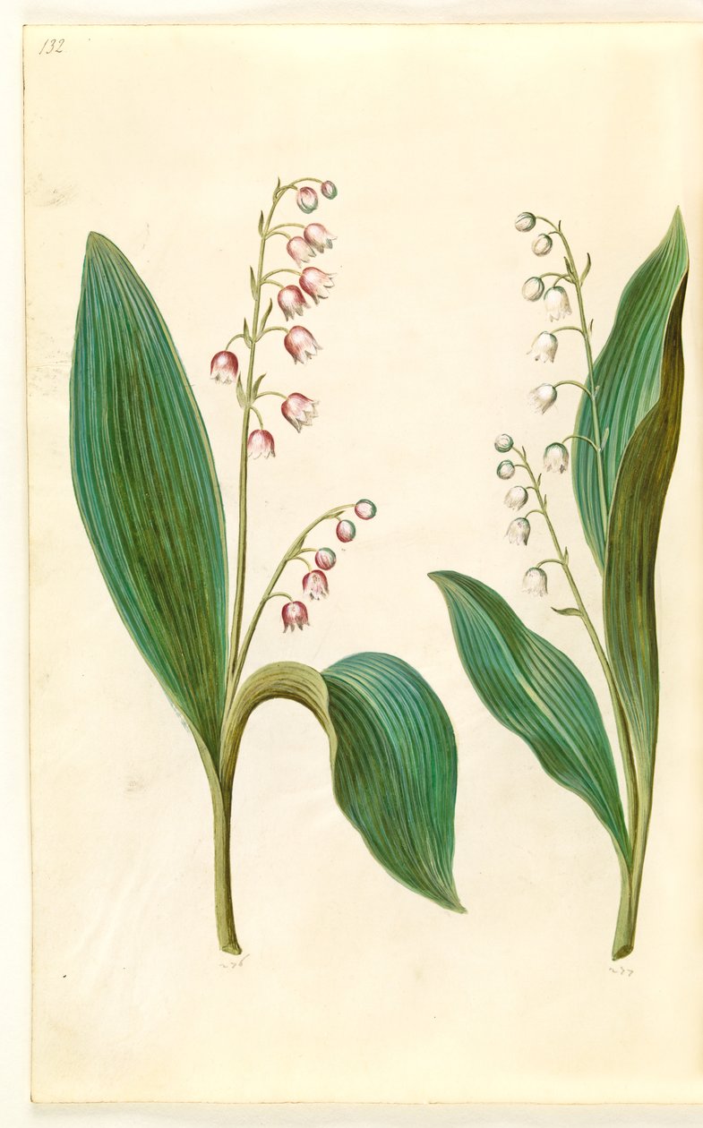 Convallaria majalis rosea (rød liljekonvall); Convallaria majalis (liljekonvall) av Hans Simon Holtzbecker