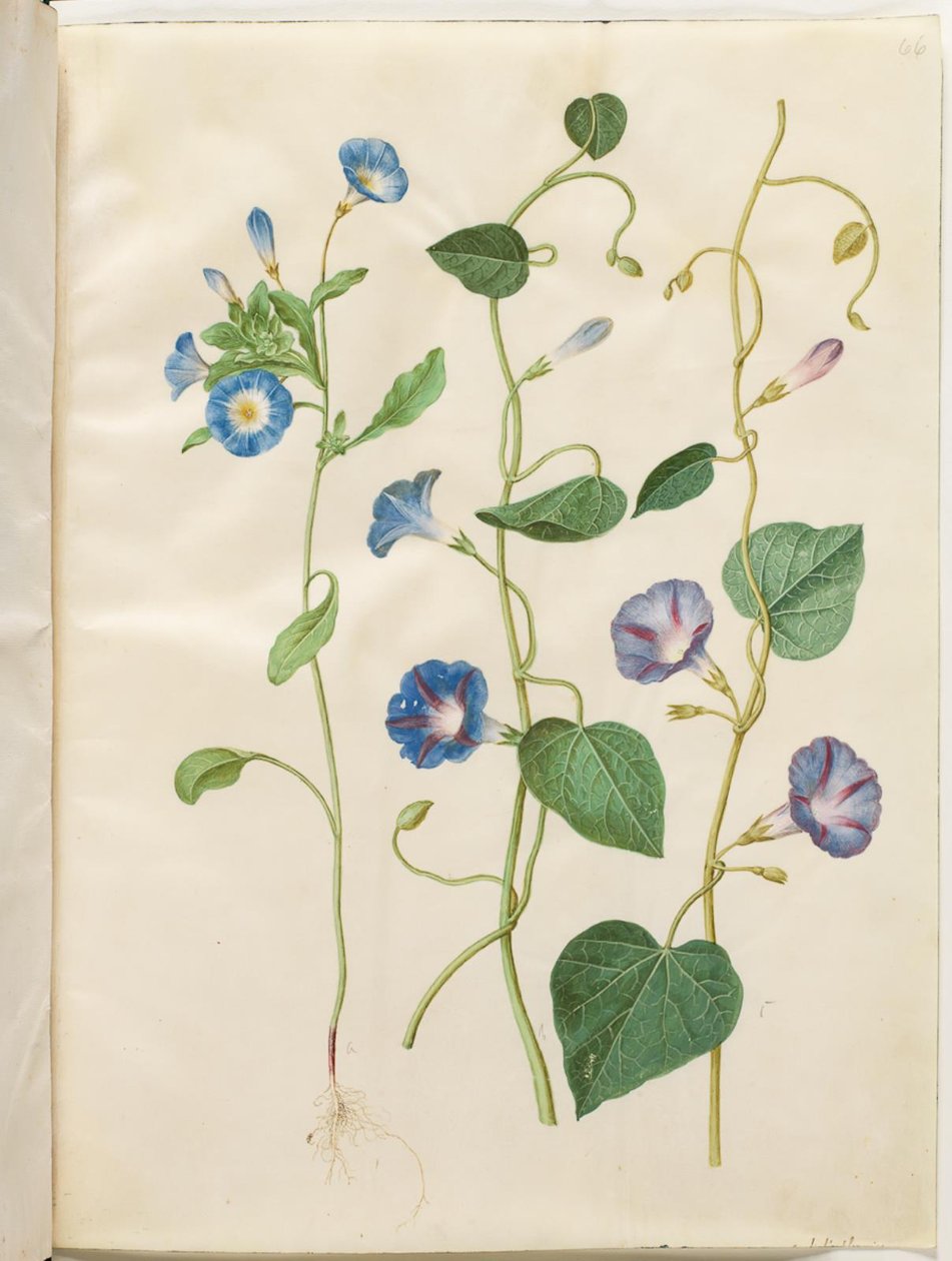 Convolvulus tricolor (jomfruskjørt); Ipomoea purpurea (lilla magnolia) av Hans Simon Holtzbecker