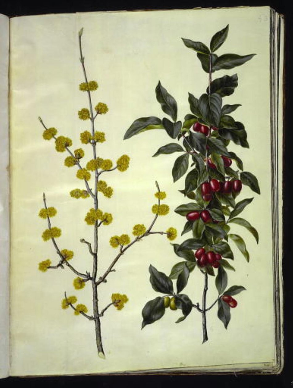 Cornus mas (kirsebærkornell) av Hans Simon Holtzbecker