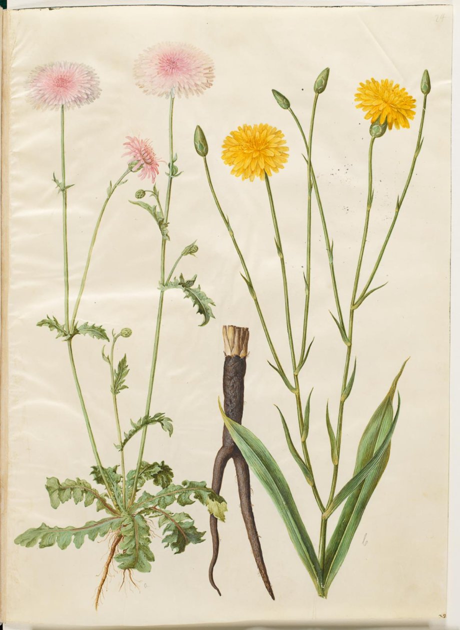 Crepis rubra (rød haukneb); Scorzonera hispanica (hagescorzones) av Hans Simon Holtzbecker