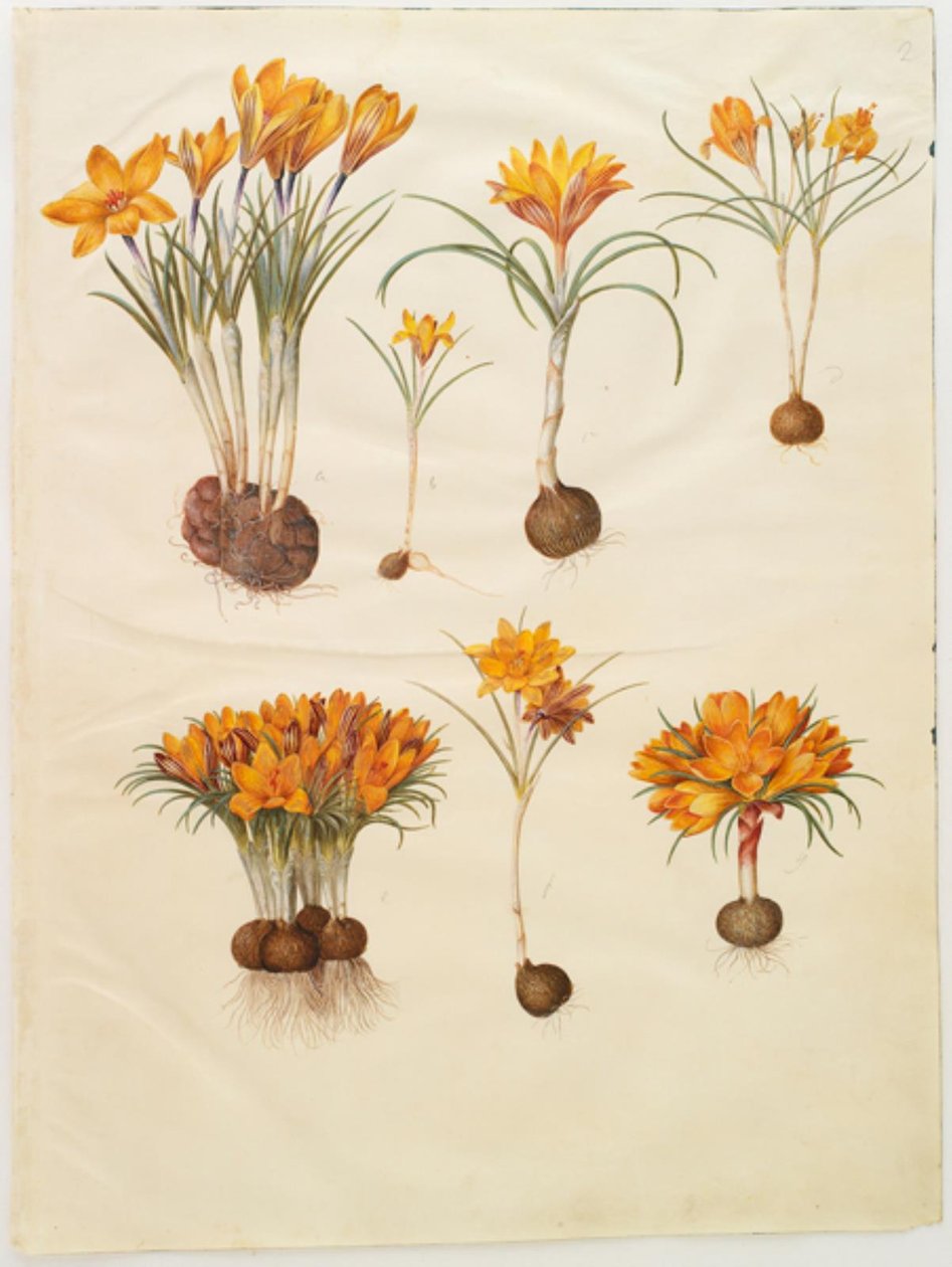 Krokus angustifolius (balkan-krokus) av Hans Simon Holtzbecker