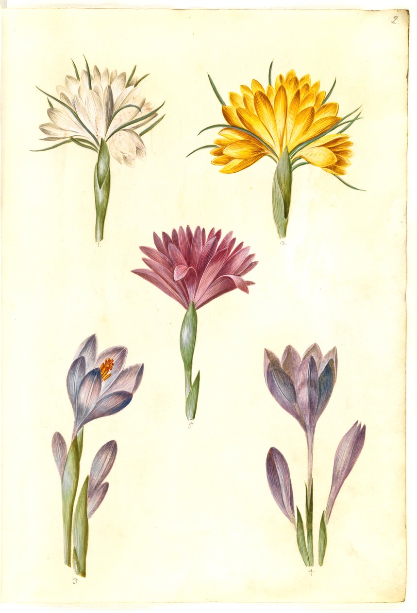 Vårkrokus (vår-krokus); Crocus narrowfolius (Balkankrokus); Bulbocodium vernum (?) (vår-lysblomst) av Hans Simon Holtzbecker