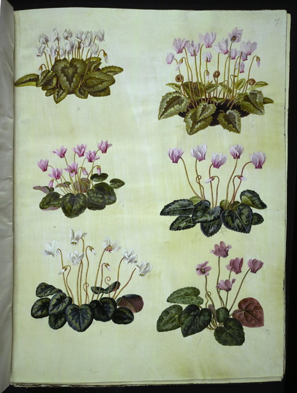 Cyclamen hederifolium (ivyleaf alpinfiolett); Cyclamen purpurascens (ekte alpinfiolett) av Hans Simon Holtzbecker