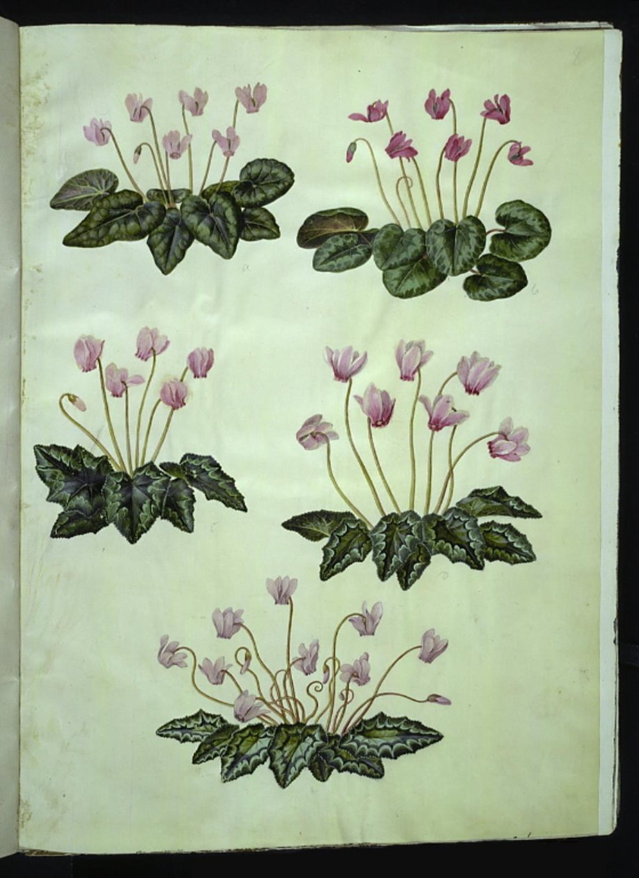 Cyclamen purpurascens (ekte alpinfiolett); Cyclamen hederifolium (ivyleaf alpinfiolett) av Hans Simon Holtzbecker