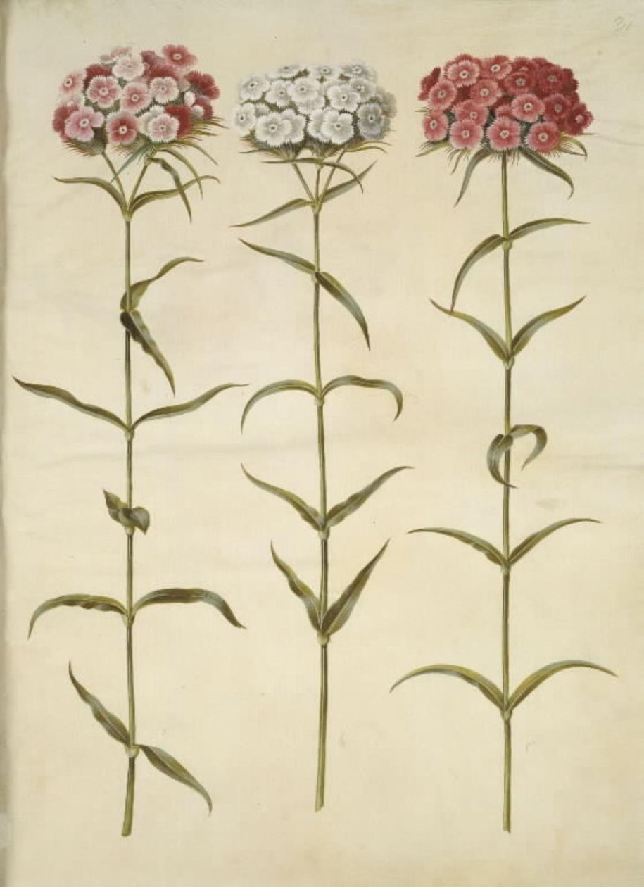Dianthus barbatus (studentnellik) av Hans Simon Holtzbecker