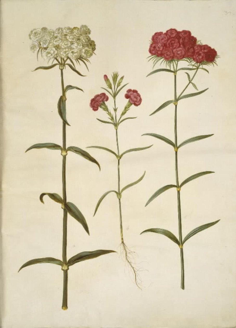 Dianthus barbatus (studentnellik); Dianthus (art av nellik) av Hans Simon Holtzbecker