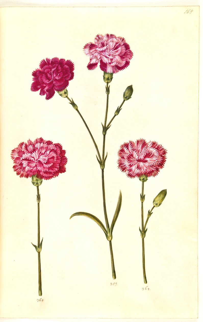 Dianthus caryophyllus (hagenellik) av Hans Simon Holtzbecker