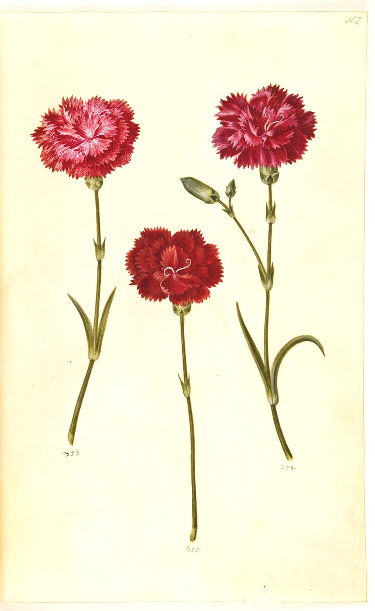 Dianthus caryophyllus (hagenellik) av Hans Simon Holtzbecker