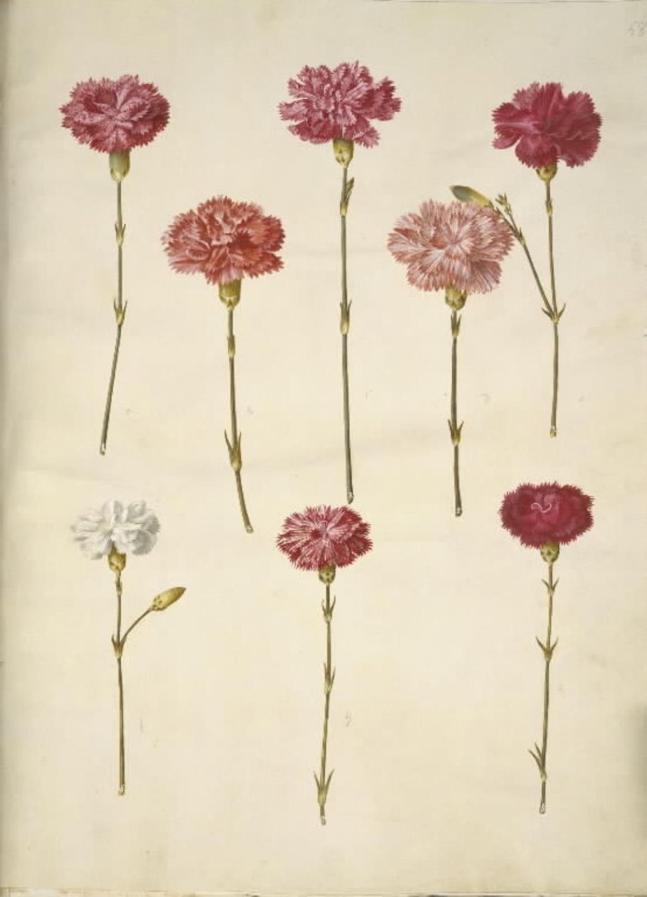 Dianthus caryophyllus (hagenellik) av Hans Simon Holtzbecker